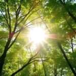 Vitamin D: Your Essential Ally for Health and Immune Support