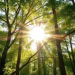 Vitamin D: The Key to Strong Bones and Enhanced Energy Levels
